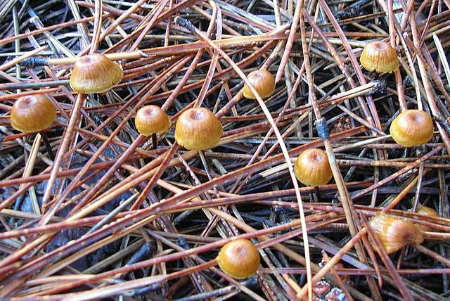Xeromphalina cauticinalis   (Fr.)  Kühner & Maire